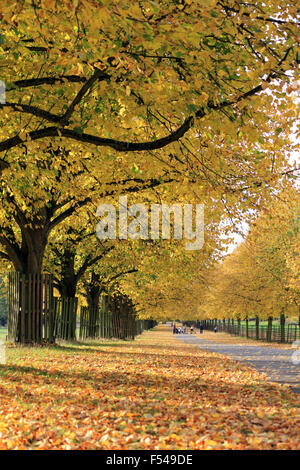 Bushy Park, London, UK. 27th October 2015. The golden colours of autumn on Lime Avenue in Bushy Park, on a lovely afternoon in South East England with temperatures reaching a warm 19 degrees. Credit:  Julia Gavin UK/Alamy Live News Stock Photo