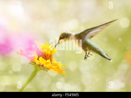 Dreamy image of a juvenile male Ruby-throated Hummingbird feeding on an orange Zinnia flower Stock Photo