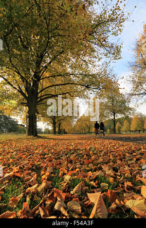 Bushy Park, London, UK. 27th October 2015. The golden colours of autumn on Lime Avenue in Bushy Park, on a lovely afternoon in South East England with temperatures reaching a warm 19 degrees. Credit:  Julia Gavin UK/Alamy Live News Stock Photo