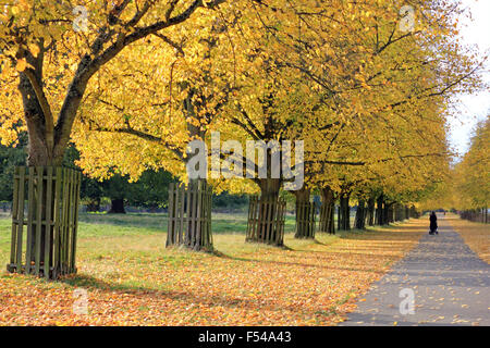 Bushy Park, London, UK. 27th October 2015. The golden colours of autumn on Lime Avenue in Bushy Park, on a lovely afternoon in South East England with temperatures reaching a warm 19 degrees. Credit:  Julia Gavin UK/Alamy Live News Stock Photo