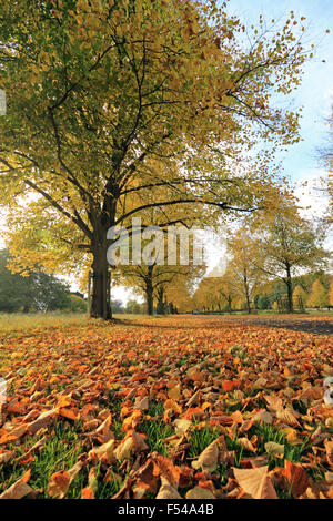 Bushy Park, London, UK. 27th October 2015. The golden colours of autumn on Lime Avenue in Bushy Park, on a lovely afternoon in South East England with temperatures reaching a warm 19 degrees. Credit:  Julia Gavin UK/Alamy Live News Stock Photo