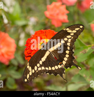 Dorsal view of papilio Cresphontes, Giant Swallowtail butterfly feeding on a red Zinnia flower in garden Stock Photo