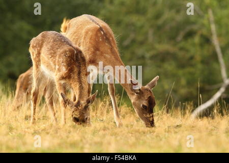 fallow deer herd grazing in a clearing ( Dama ) Stock Photo