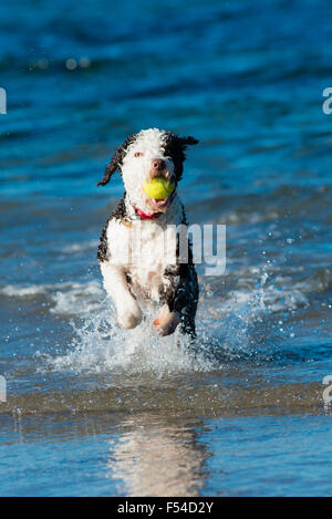 Spanish Water dog having fun on beach in water with tennis ball Stock Photo