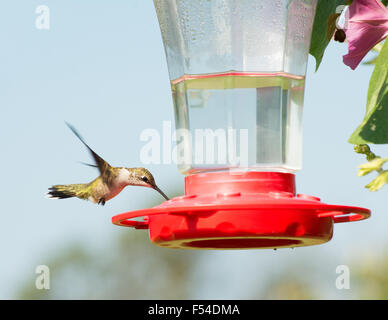 Juvenile male Ruby-throated Hummingbird eating nectar at feeder Stock Photo