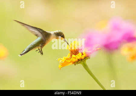 Hovering Hummingbird eating nectar from a Zinnia flower Stock Photo