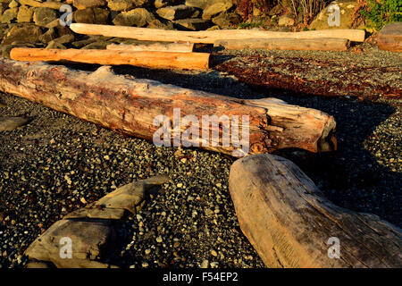 Driftwood along the shore Stock Photo