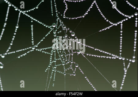 Spider web with water droplets on it after a frosty early aumtumn night. Yorkshire, UK. Stock Photo