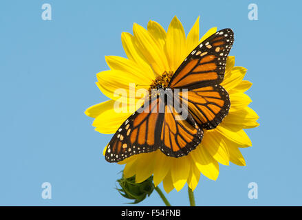 Female Monarch butterfly feeding on a bright yellow wild sunflower, against blue sky Stock Photo