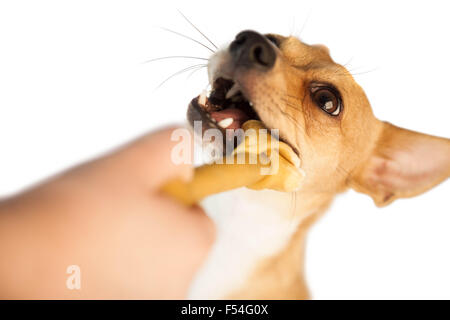 Cute dog chewing bone Stock Photo