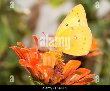 Beautiful Orange Sulphur butterfly feeding on an orange Zinnia Stock Photo