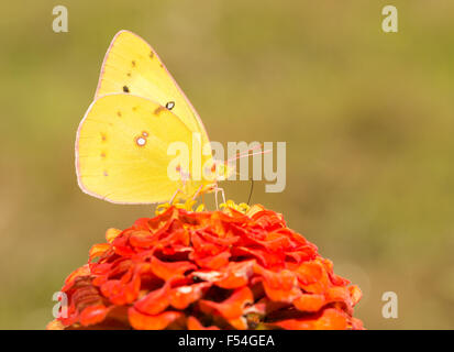 Bright yellow Orange Sulphur butterfly feeding on a dark orange Zinnia flower in fall garden Stock Photo