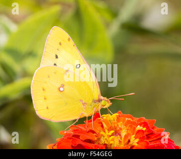 Closeup of an Orange Sulphur butterfly feeding in fall garden Stock Photo