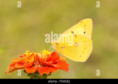 Beautiful Orange Sulphur butterfly on a deep orange Zinnia flower against green background Stock Photo