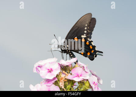 Pipevine Swallowtail butterfly feeding on pink Phlox flowers against partly cloudy summer sky Stock Photo