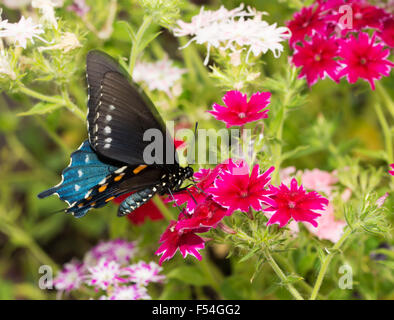 Pipevine Swallowtail butterfly feeding on brilliant pink Star Phlox flowers in summer garden Stock Photo