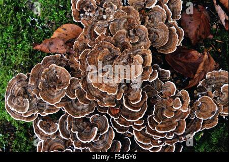 Glasgow, Scotland, UK. 27th Oct, 2015. Fungi patterns in the park Credit:  Tony Clerkson/Alamy Live News Stock Photo