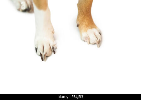 Cute dogs paws Stock Photo