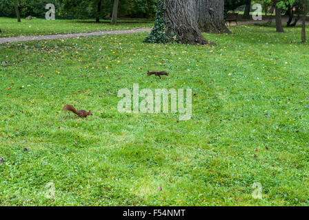 Two squirrels on the grass with autumn leaves Stock Photo