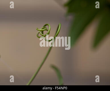 Single Tendril. A passion fruit vine has a tendril that has found nothing to latch onto and has wound itself up in a mess of a s Stock Photo