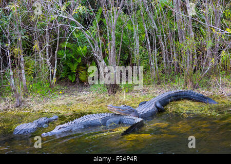 Group of American alligators cosying up basking by a swamp and chilling out in the Florida Everglades, USA Stock Photo