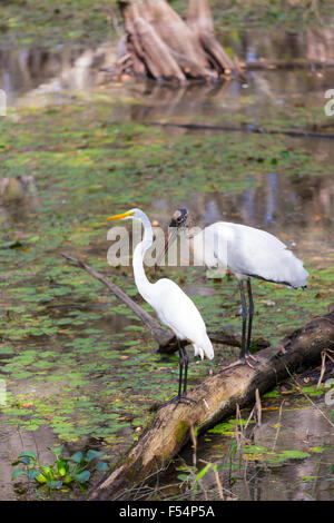 Great Egret and rare Wood Stork, Mycteria americana, standing together in swamp in the Florida Everglades, USA Stock Photo