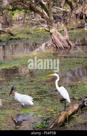 Great Egret and rare Wood Stork, Mycteria americana, standing together in swamp in the Florida Everglades, USA Stock Photo