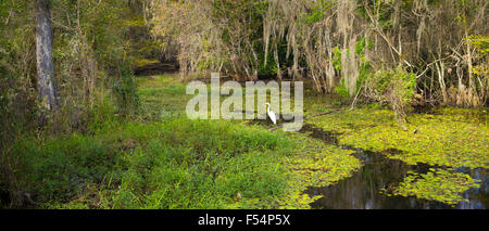 Great Egret in wetlands swamp in the Florida Everglades, United States of America Stock Photo