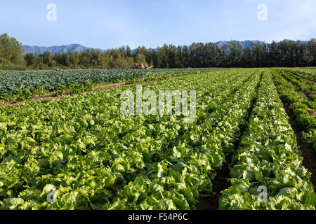 Iceberg Lettuce maturing in field, converging rows. Stock Photo