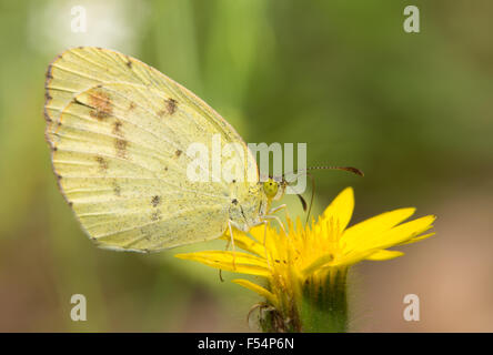 Dainty Sulphur butterfly, the smallest North American pierid resting on a yellow wildflower Stock Photo