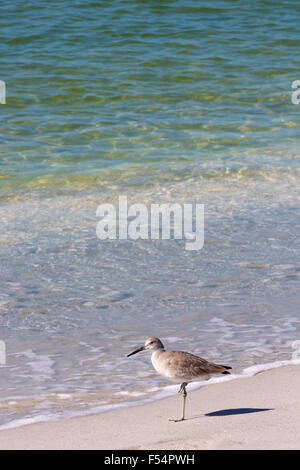Willet, Tringa semipalmata, one of the shorebirds, standing on one leg on the beach shoreline at Captiva Island, Florida USA Stock Photo