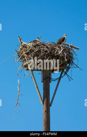 Pair of adult Osprey, Pandion haliaetus, guarding birds nest on Captiva Island in Florida, USA Stock Photo
