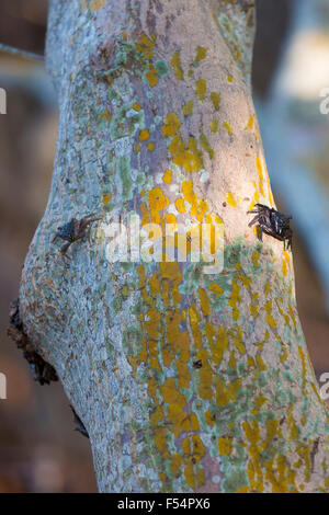 Mangrove Tree Crabs, Aratus pisonii, at J.N. Ding Darling National Wildlife Reserve, Captiva Island, Florida, USA Stock Photo