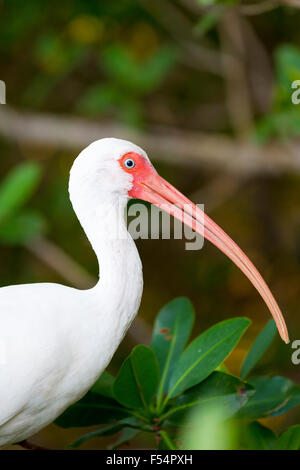 American White Ibis, Eudocimus albus, a wading bird with long curved bill, on Captiva Island, Florida USA Stock Photo