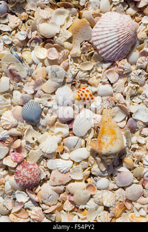 Sea shells on seashore on Captiva Island, Florida USA Stock Photo