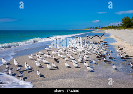Royal Terns, Thalasseus maximus, and Black Skimmer - Rynchops Niger - flocking on beach at Captiva Island, Florida, USA Stock Photo