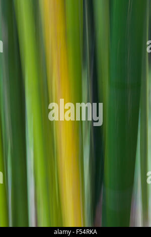 Blurred motion of a Bamboo plantation Stock Photo