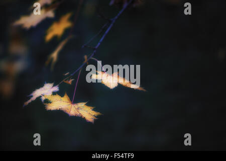 Fall leaves floating in the sunshine, foliage full of the color of Autumn, dark background Stock Photo