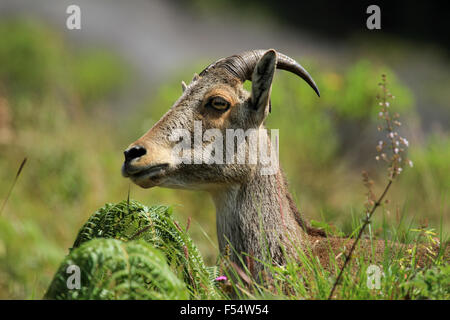 The Nilgiri tahr (Nilgiritragus hylocrius) known locally as the Nilgiri ibex or simply ibex. Stock Photo