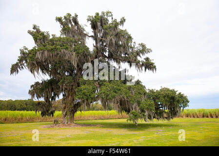 Southern Live Oak Tree, Quercus virginiana, covered with Spanish moss, Tillandsia usneoides, in Cajun country, Louisiana, USA Stock Photo