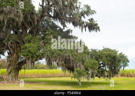 Southern Live Oak Tree, Quercus virginiana, covered with Spanish moss, Tillandsia usneoides, in Cajun country, Louisiana, USA Stock Photo