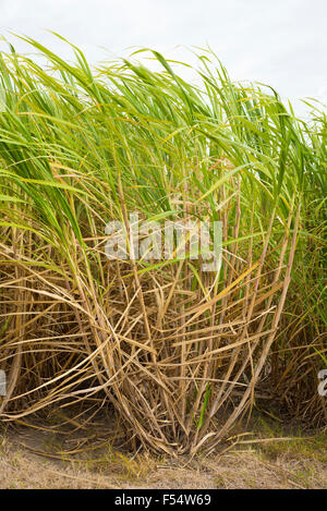 Wind-blown sugarcane plants growing on plantation for raw sugar processing in Louisiana, USA Stock Photo