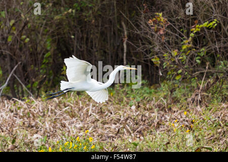 Great Egret bird, Ardea alba, soaring in flight in Atchafalaya Swamp National Wildlife Reserve, Louisiana USA Stock Photo