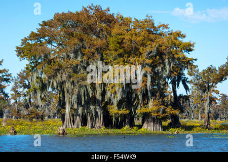 Bald cypress trees deciduous conifer, Taxodium distichum, covered with Spanish Moss in Atchafalaya Swamp, Louisiana USA Stock Photo