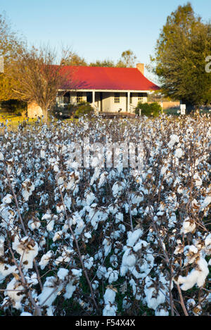 Cotton crop, Gossypium hirsutum, growing in plantation at Frogmore Farm in the Deep South, Ferriday, Louisiana, USA Stock Photo