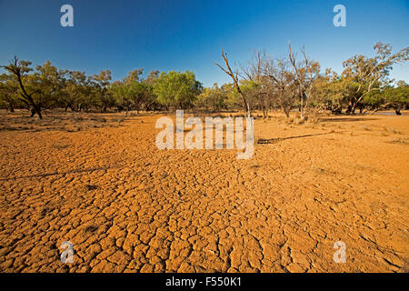 Landscape with deeply cracked red soil & trees on horizon under blue sky in outback Australia during devastating drought Stock Photo