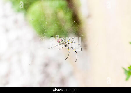 Japan. large Yellow & Red Spider. Tetragnathidae, Nephila clavata, Joro spider from the Golden orb-web spider group. Close up, female, standing in web. Stock Photo