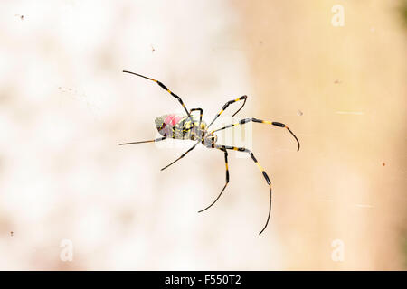 Japan. large Yellow & Red Spider. Tetragnathidae, Nephila clavata, Joro spider from the Golden orb-web spider group. Close up, female, standing in web. Stock Photo