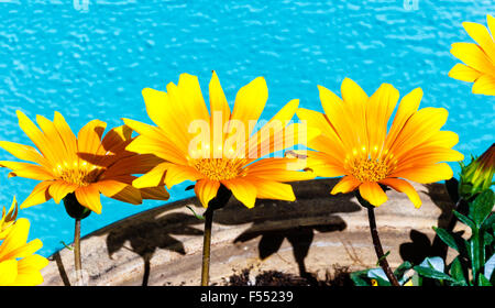 Yellow and orange gazania daisy flowers in flowerpot Stock Photo