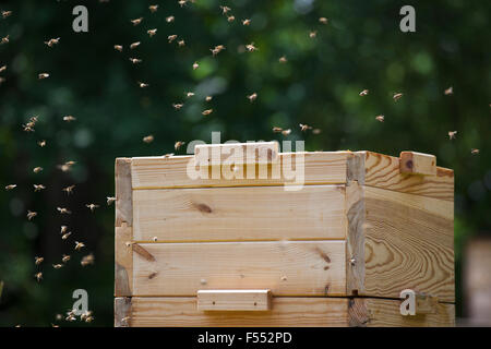 Bees flying around beehive at farm Stock Photo